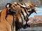 Side views of Tiger opens the mouth at zoo