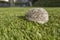 Side of west european hedgehog Erinaceus europaeus on a green meadow