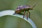 Side of wild fly hemiptera on a green leaf