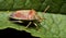 Side of wild hemiptera