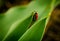 The side of wild red ladybug coccinellidae anatis ocellata coleoptera ladybird on a green grass