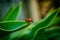 The side of wild red ladybug coccinellidae anatis ocellata coleoptera ladybird on a green grass