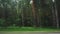 Side window view of dense forest, passenger seat of car van wagon in motion. Trees in background. Roadway out of town