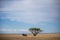 Sidecar motorcycle parked next to a lonely tree