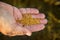 Siderats. mustard seeds in the hand of a old man woman. Concept of eco-friendly soil fertility restoration. Organic