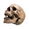 Sidetview human skull open mouth isolated