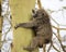 Sideview of an adult baboon climbing an Acai Tree