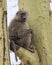 Sideview of an adult baboon sitting in an Acai Tree with mouth partially open