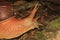 Sideview of an Amazonian Giant Snail, Megalobulimus popelairianus, Strophocheilidae