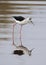 Sideview of Blackwinged Stilt standing in water with reflection in front