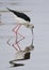 Sideview of Blackwinged Stilt standing in water with reflection in front