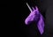 Sideview of bright violet unicorn`s head hanging on wall.