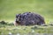 Sideview of a brown hare laying camly in the grass