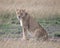 Sideview closeup of lioness sitting on ground with head turned toward the camera