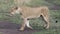 Sideview closeup of a lioness walking through short green grass