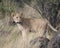 Sideview closeup of young lioness standing in grass