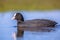 Sideview of Eurasian coot Waterfowl swimming in blue water and l