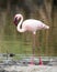 Sideview of a Flamingo standing on ground at the edge of a pond