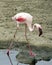 Sideview of a Flamingo standing on ground at the edge of a pond