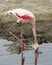 Sideview of a Flamingo standing on one leg with beak underwater at the edge of a pond