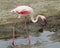 Sideview of a Flamingo standing in water at the edge of a pond