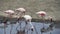 Sideview of four Flamingos walking in water with heads down