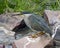 Sideview of Green-backed Heron standing on rock by stream