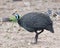 Sideview of Helmeted Guinea Fowl standing on ground