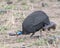 Sideview of Helmeted Guinea Fowl standing on ground