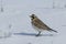 Sideview of a horned lark