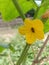 Sideview image of a beautiful looking yellow flower.