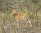 Sideview of impala with large antlers standing in grass