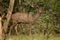 Sideview of Indian Sambar Deer spotted during Jungle Safari