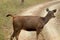 Sideview of Indian Sambar Deer spotted during Jungle Safari