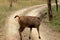 Sideview of Indian Sambar Deer spotted during Jungle Safari