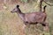 Sideview of Indian Sambar Deer spotted during Jungle Safari