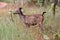 Sideview of Indian Sambar Deer spotted during Jungle Safari