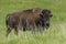 Sideview of large bison.