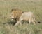 Sideview of large male lion walking through tall grass