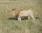 Sideview of large male lion walking through tall grass