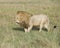 Sideview of large male lion walking through tall grass