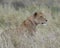 Sideview of lioness sitting in tall grass looking alertly ahead
