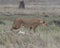 Sideview of lioness standing looking alertly ahead