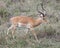 Sideview of male impala with large antlers walking in grass with head raised