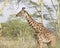 Sideview of a Masai Giraffe looking ahead with Acai Trees in the background