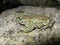 Sideview of a natterjack toad at a grey rock outdoors