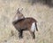Sideview of one Waterbuck standing in grass with head turned looking back
