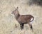 Sideview of one Waterbuck standing in grass with head up