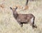 Sideview of one Waterbuck standing in grass with head up