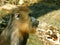 Sideview portrait of a mandrill